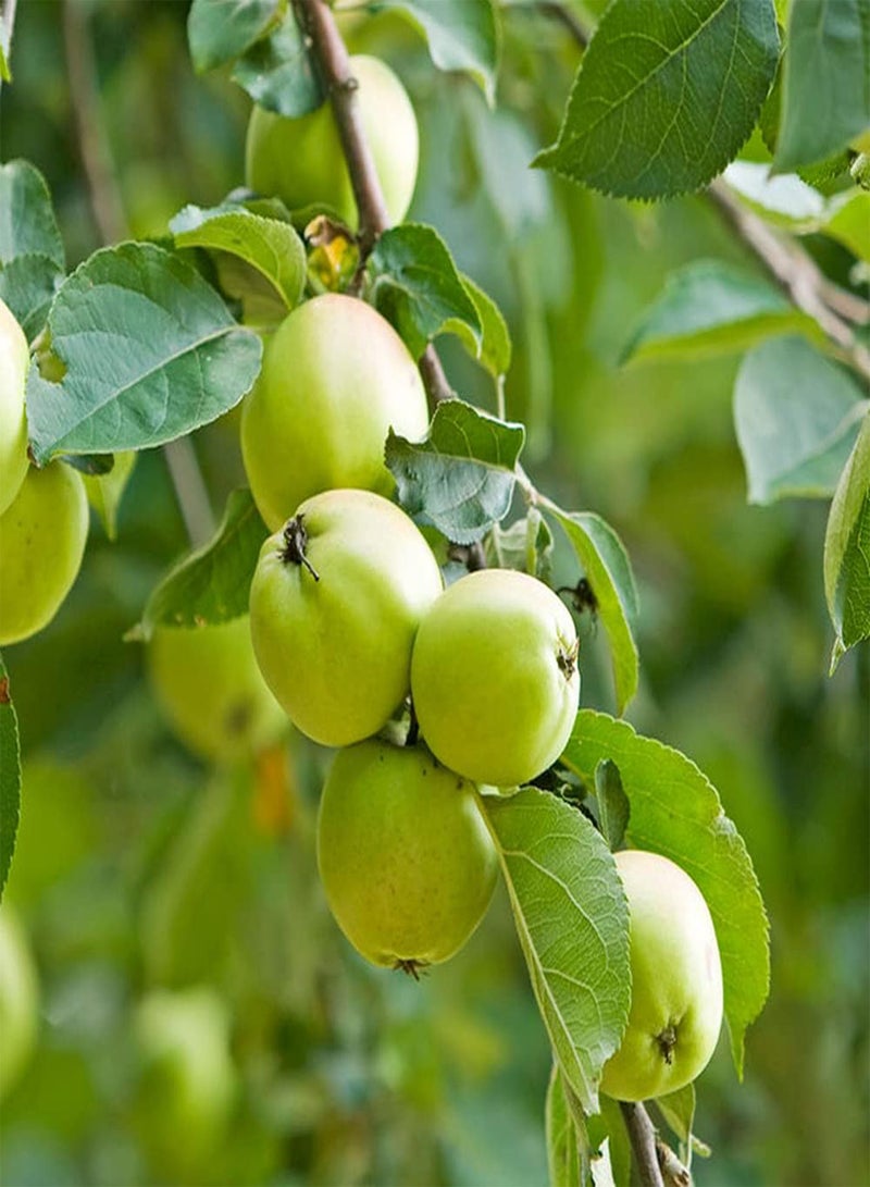 جي جوت 100 قطعة من بذور التفاح، فاكهة سماوية، بذور تراثية غير معدلة وراثيًا، للزراعة في الأماكن المغلقة والمفتوحة، استمتع بفرحة الحصاد، شجرة زينة مزخرفة - Image 3