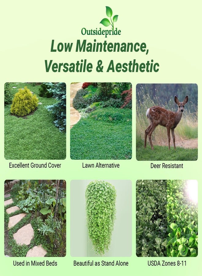 Outsidepride Perennial Dichondra Repens Seeds - 2 lbs Dense Green, Low-Maintenance Ground Cover Seeds for Planting, Ideal Lawn Alternative in Sun or Shady Areas & Erosion Control in USDA Zones 8-11 - Image 2