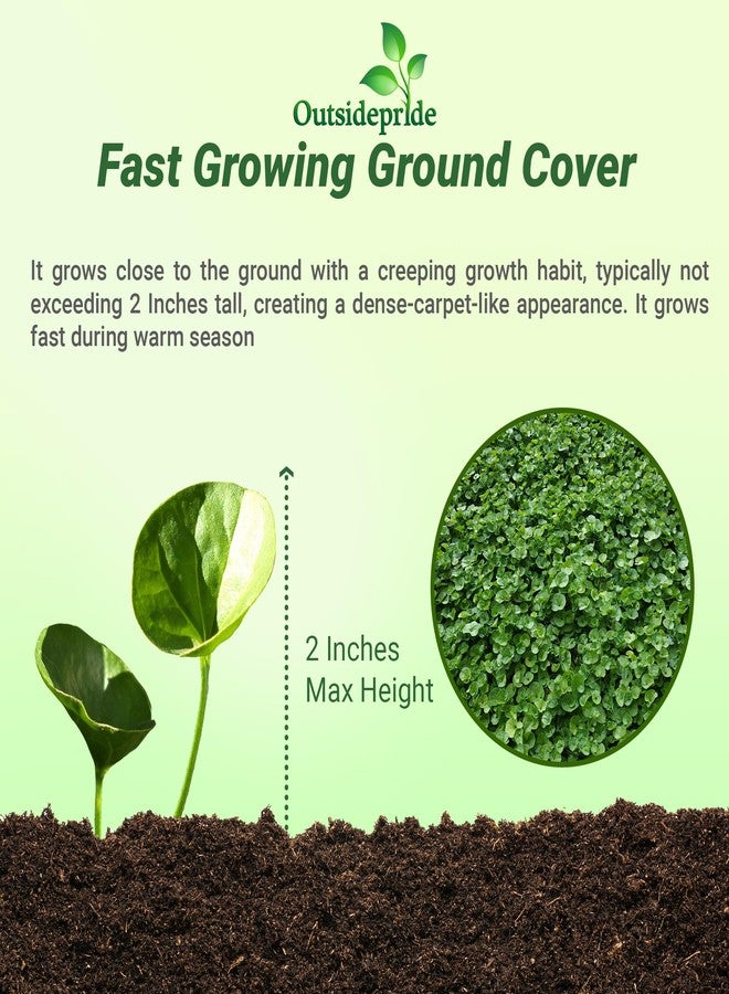 Outsidepride Perennial Dichondra Repens Seeds - 2 lbs Dense Green, Low-Maintenance Ground Cover Seeds for Planting, Ideal Lawn Alternative in Sun or Shady Areas & Erosion Control in USDA Zones 8-11 - Image 3