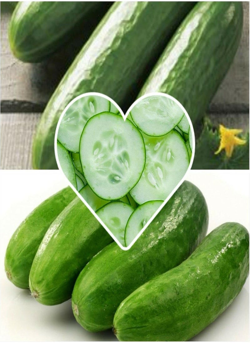 GGOOT Cucumber, Cucumis Sativus L., Mini Cucumber by Heavy Torch, 5 Seeds 