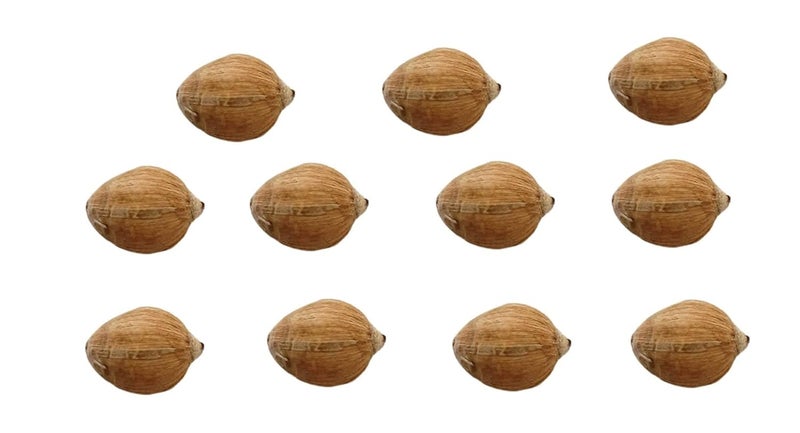 MONIKA ENTERPRISES Original Laghu Coconut Sriphal Laghu Nariyal For Pooja Set of 21 PiecesBrownFresh - Image 2