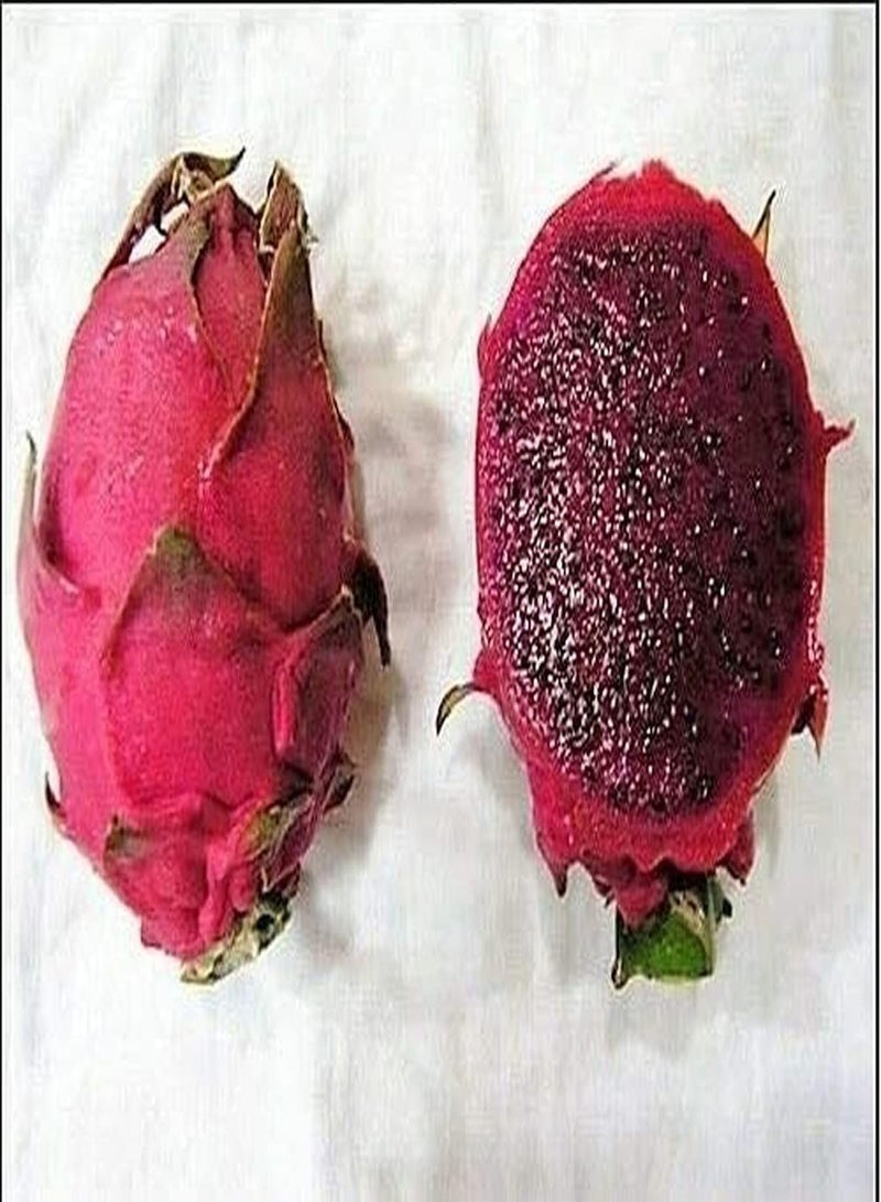 GGOOT 100pcs Pitaya Seeds Dragon Fruit Red Skin Red Flesh Common in Life Easy to Get Started Be Planted at Home Essential Fruit in The Kitchen - Image 2