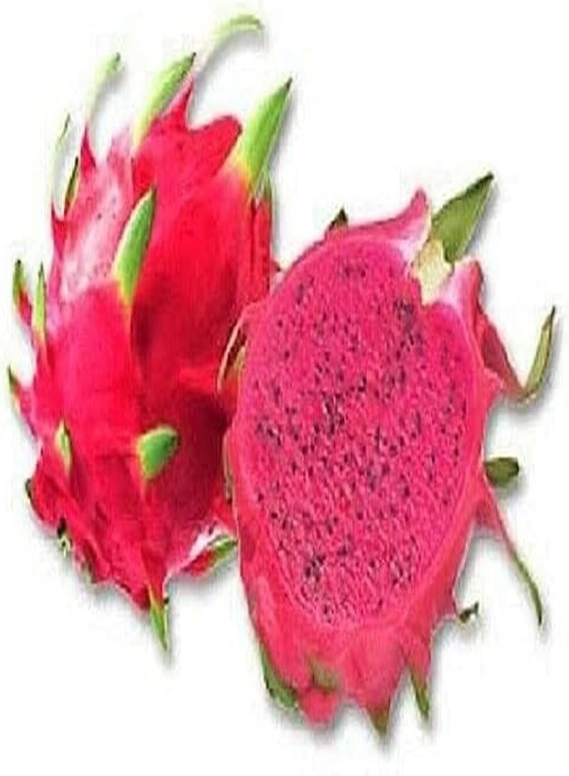 GGOOT 100pcs Pitaya Seeds Dragon Fruit Red Skin Red Flesh Common in Life Easy to Get Started Be Planted at Home Essential Fruit in The Kitchen - Image 1