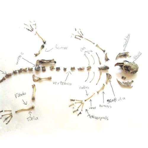 Copernicus Toys Real Owl Pellet kit Dissect Real owl pellets | Bone Chart Included - Image 4