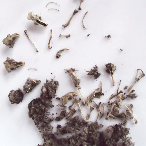 Copernicus Toys Real Owl Pellet kit Dissect Real owl pellets | Bone Chart Included - Image 2
