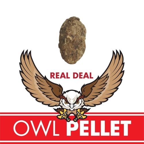 Copernicus Toys Real Owl Pellet kit Dissect Real owl pellets | Bone Chart Included - Image 3