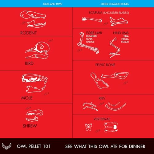 Copernicus Toys Real Owl Pellet kit Dissect Real owl pellets | Bone Chart Included - Image 5