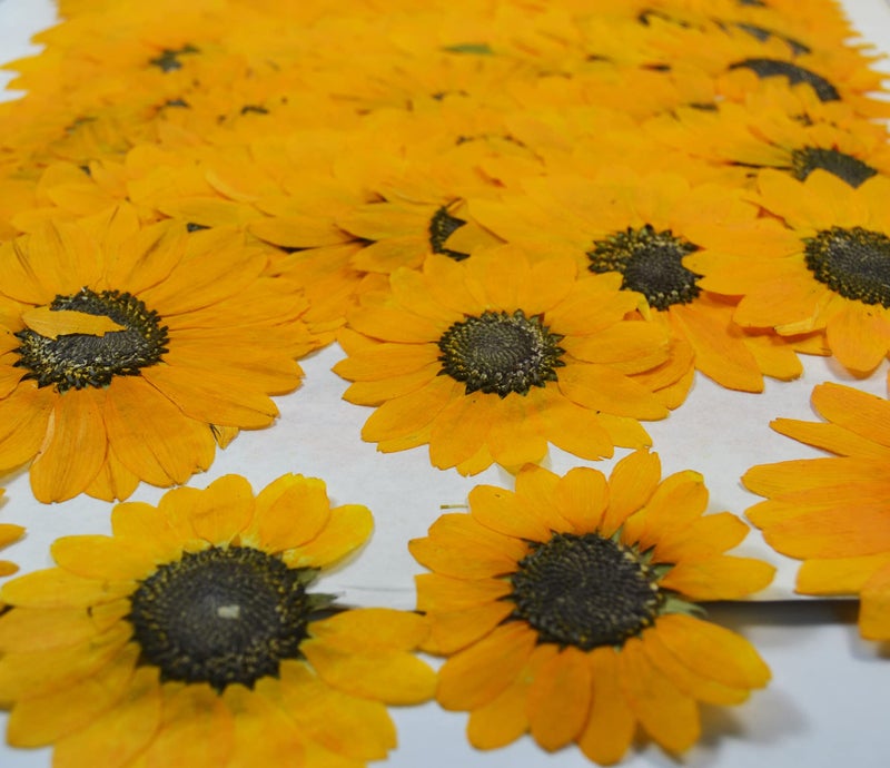 UOKWIWI 12 pcs Yellow Sunflowers Real Natural Dried Pressed Flowers for Candle Making Art Craft DIY 