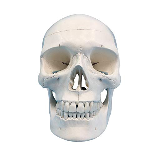 OIF Human Adult Skull Model,Life Sized (9" Height) Removable Skull Cap 3 Parts Back to School - Image 1