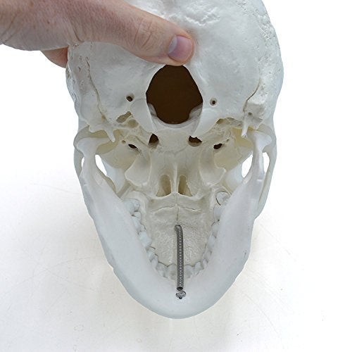 OIF Human Adult Skull Model,Life Sized (9" Height) Removable Skull Cap 3 Parts Back to School - Image 2