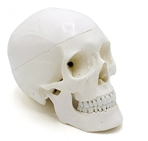 OIF Human Adult Skull Model,Life Sized (9" Height) Removable Skull Cap 3 Parts Back to School - Image 4