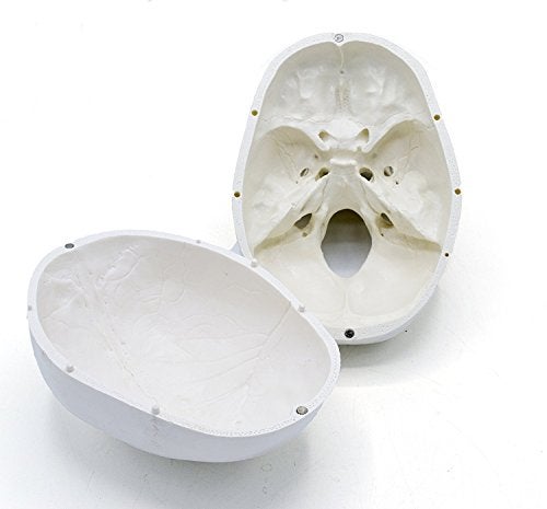 OIF Human Adult Skull Model,Life Sized (9" Height) Removable Skull Cap 3 Parts Back to School - Image 5