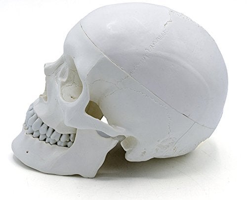 OIF Human Adult Skull Model,Life Sized (9" Height) Removable Skull Cap 3 Parts Back to School - Image 3