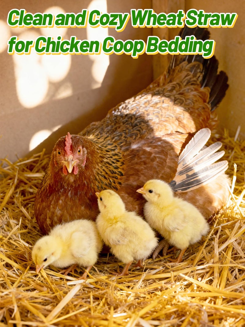 Acostop Natural Wheat Straw - 1 LB Dry Clean Soft Garden Mulch Weed Cover Chicken Coop Yard Farm Pets Bedding, Warm Decorative Straw Bale for Stray Cats Dogs Shelter - Image 5