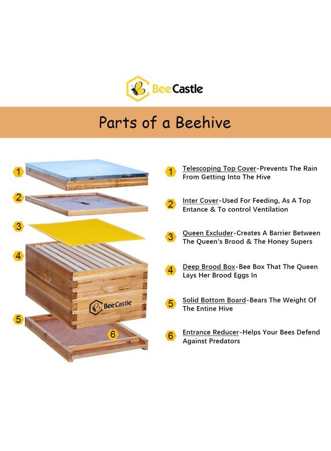 BeeCastle 8-Frame Bee Hives and Supplies Starter Kit,Beehive Kit Dipped in 100% Beeswax,Bee Keeping Supplies-all Beginners Kit includes Beekeeping Supplies Tool Set and Bee Suit. - Image 2