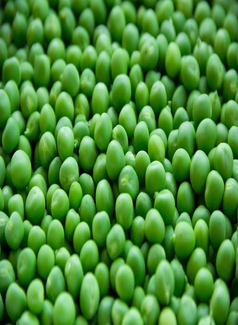 GGOOT 100g Kelvedon Wonder Pea Seeds in Handy Pouch Popular Peas Early Maturing