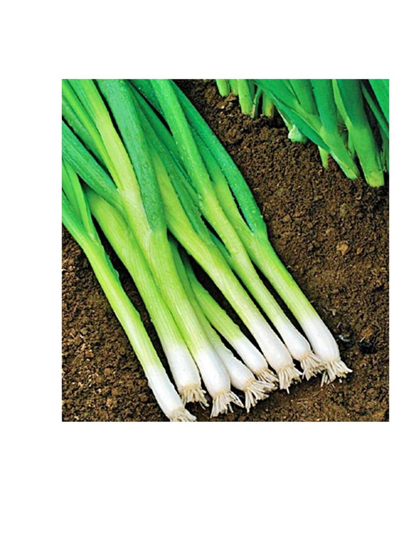 Generic Onion Seeds White Lisbon Made in Italy with free GARDENZ Flower Food  - Image 3