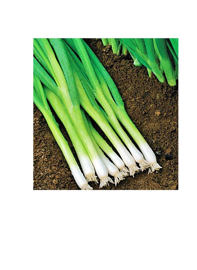 Generic Onion Seeds White Lisbon Made in Italy with free GARDENZ Flower Food  - Image 2
