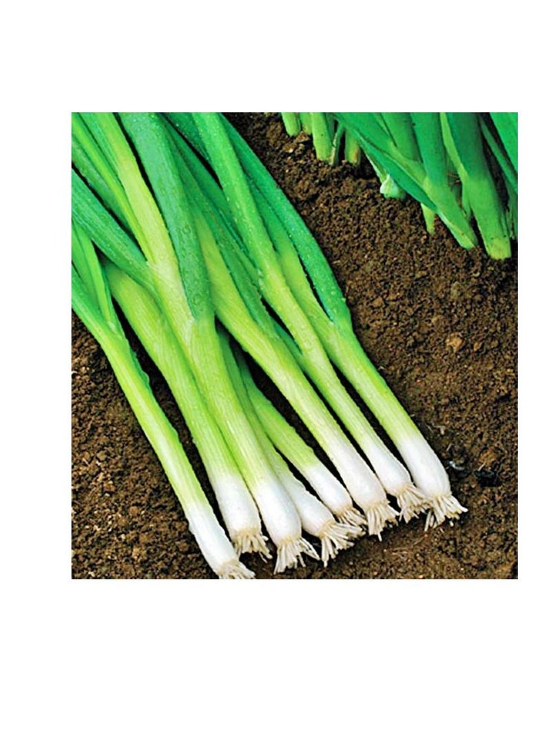 Generic Onion Seeds White Lisbon Made in Italy with free GARDENZ Flower Food  - Image 1