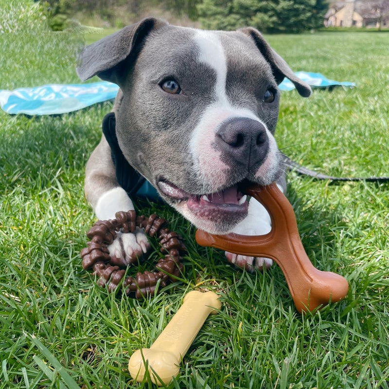 Nylabone Customer Favorites Power Chew Toy Bundle for Dogs, Indestructible Dog Toys for Aggressive Chewers, Pack of 3 Dog Toys, Flavor Medley, Small Dogs - Up to 25 lbs, 3 Pack - Image 2