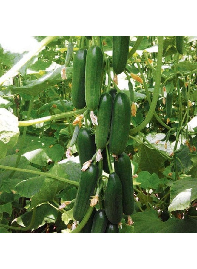 Cucumber EM 192 Beit Alpha F1 Hyb Vegetable Seeds