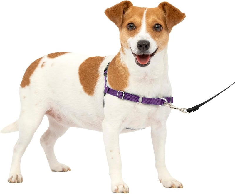 PetSafe Easy Walk No-Pull Dog Harness - Small, Deep Purple/Black - Image 1