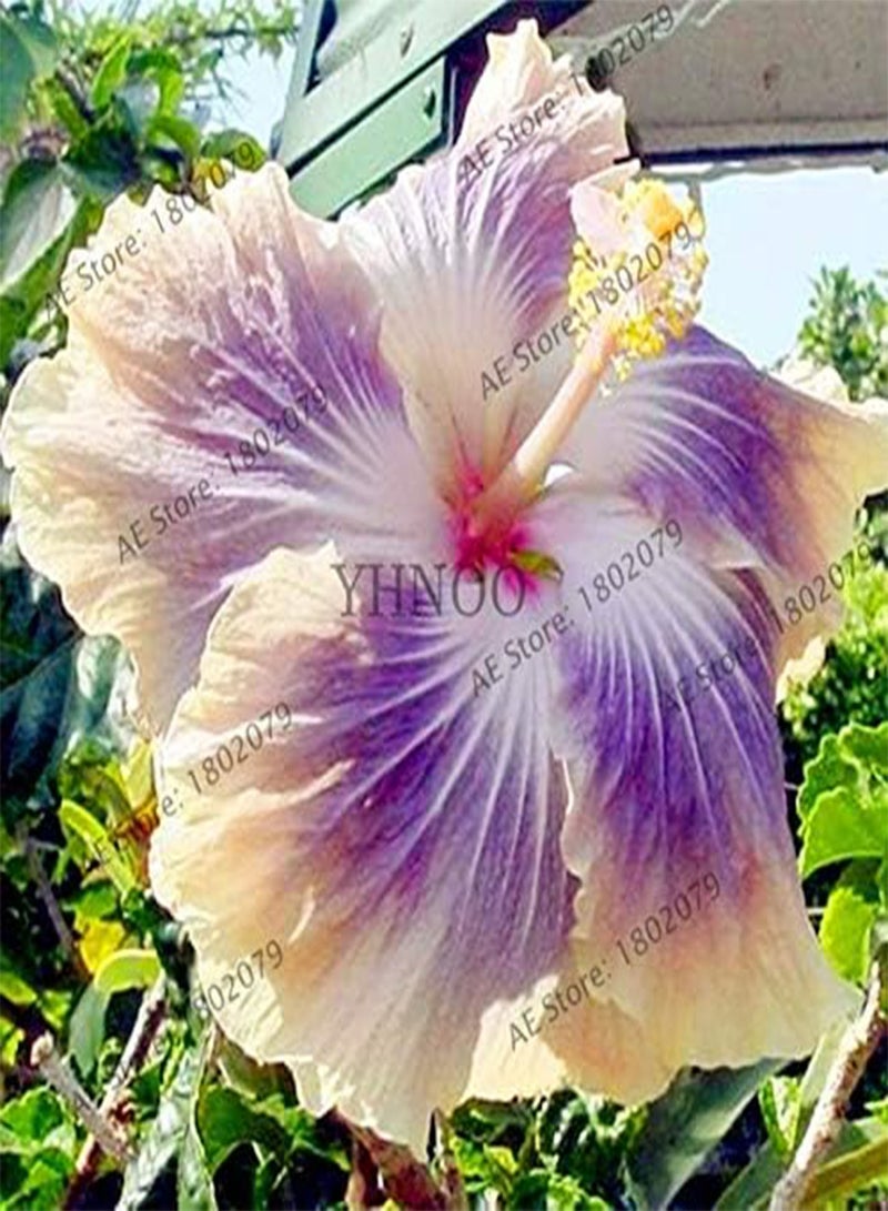 GGOOT New 105 pcs Dinnerplate Hibiscus Perennial Flower Seeds for Gardening Mixed 2 - Image 1