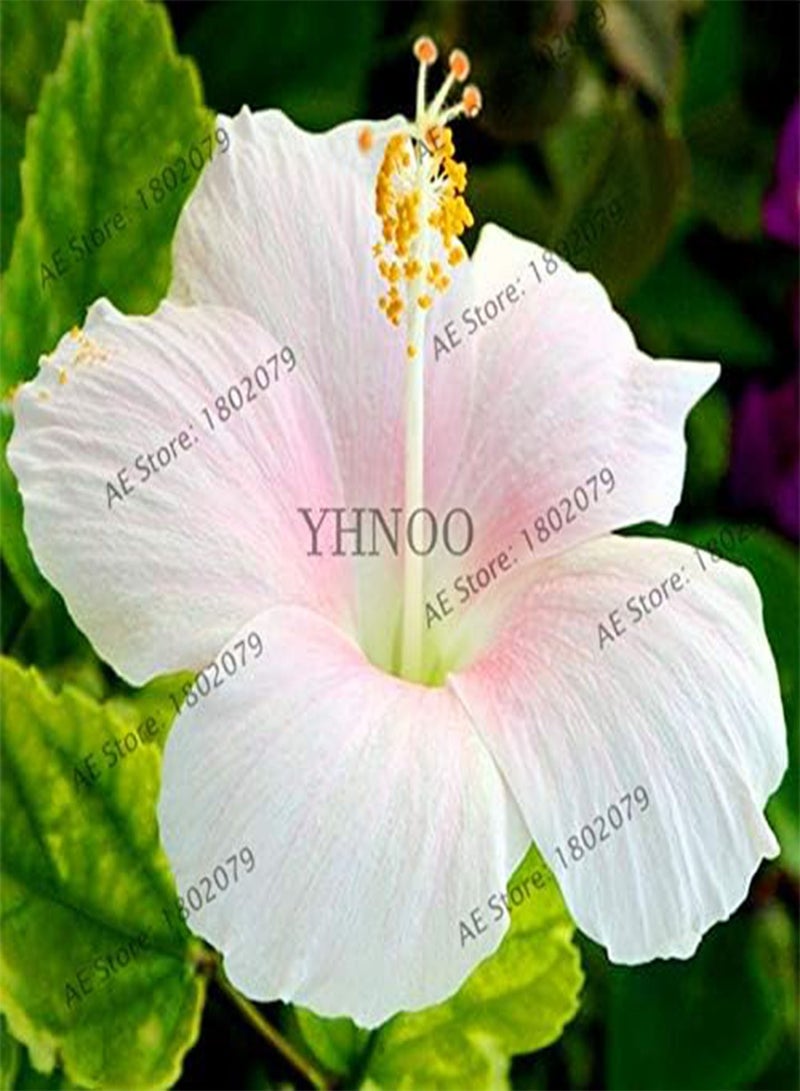 GGOOT New 105 pcs Dinnerplate Hibiscus Perennial Flower Seeds for Gardening Mixed 2 - Image 3