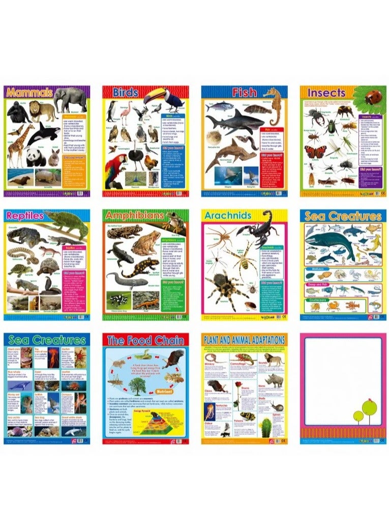 Educational Animal Classification Boards – Simplified Learning Cards for Animal Kingdom  - Image 2