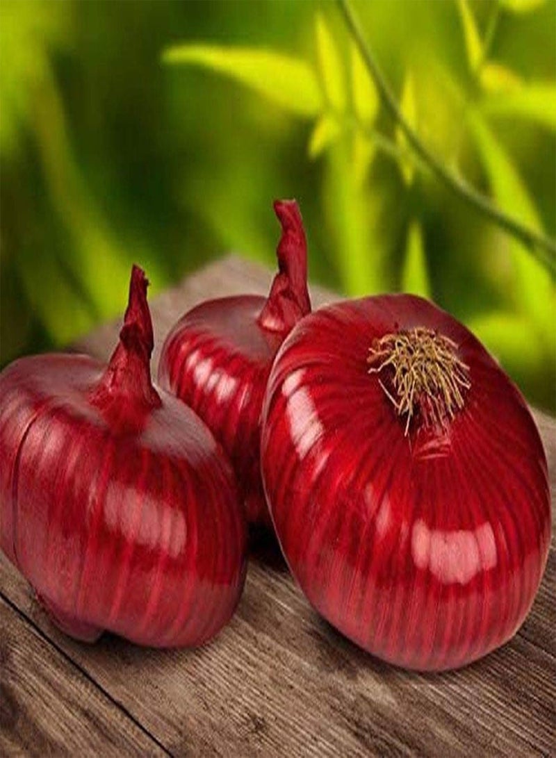 GGOOT 100pcs Purple Onion seeds High Yield Vegetable Family Garden Rare Exotic Variety High Germination Rate and Convenient Storage - Image 2