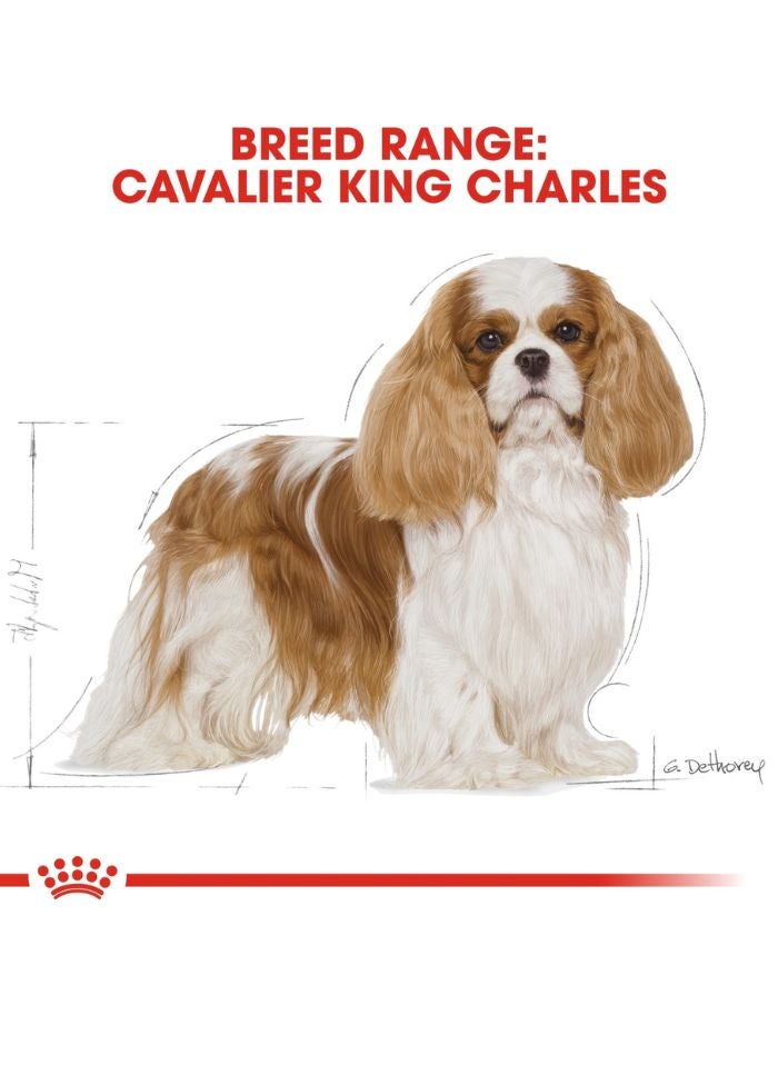 ROYAL CANIN تغذية صحة السلالة كافاليير كينغ تشارلز للبالغين 1.5 كجم - Image 4