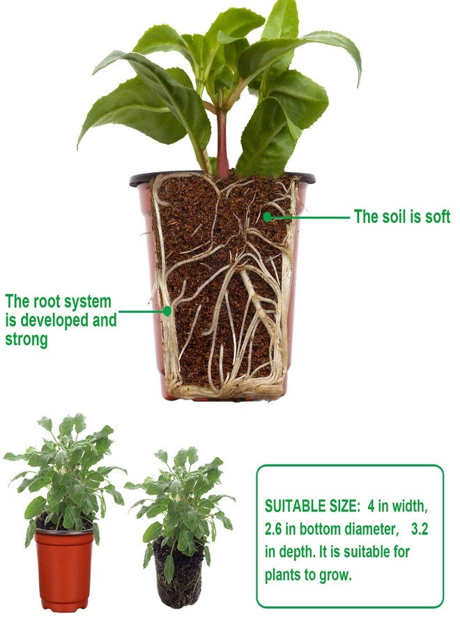 Augshy Nursery Pot, 110 Pcs 4" Plastic Plants Pot,Seed Starting Pots, Indoor Outdoor Seeding pots - Image 3