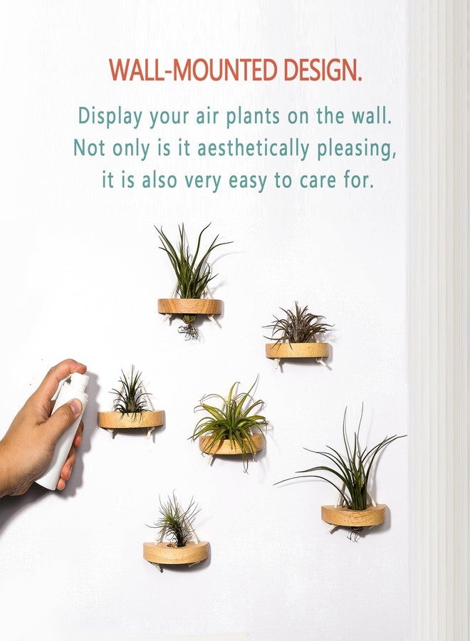 MITIME Air Plant Stand, Set of 6, Wall Mountable, Wooden - Image 3
