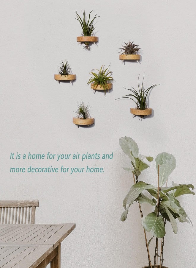 MITIME Air Plant Stand, Set of 6, Wall Mountable, Wooden - Image 5
