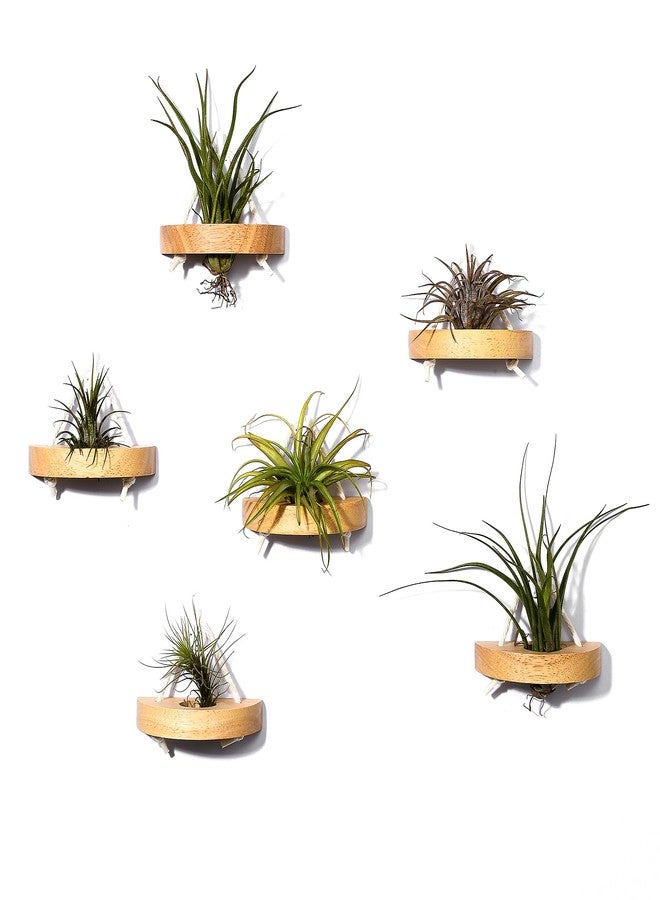 MITIME Air Plant Stand, Set of 6, Wall Mountable, Wooden - Image 1