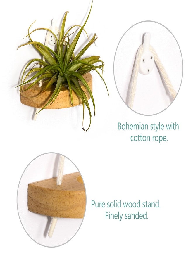 MITIME Air Plant Stand, Set of 6, Wall Mountable, Wooden - Image 4