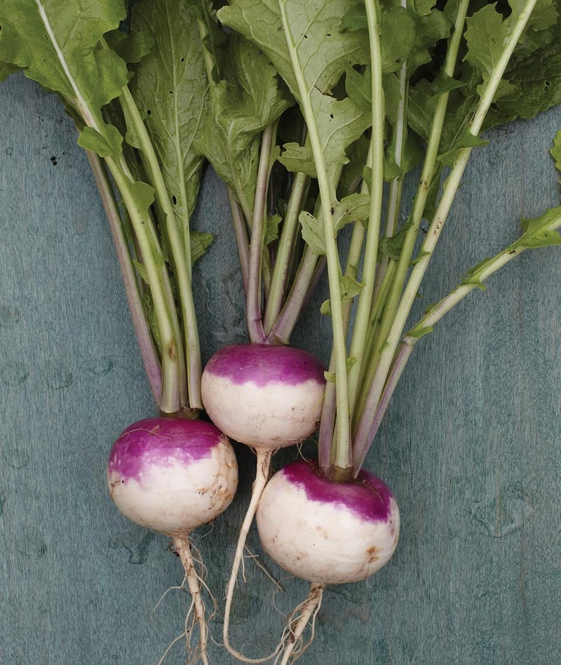 Burpee Burpee Purple Top White Globe Turnip Seeds 5000 seeds  - Image 1