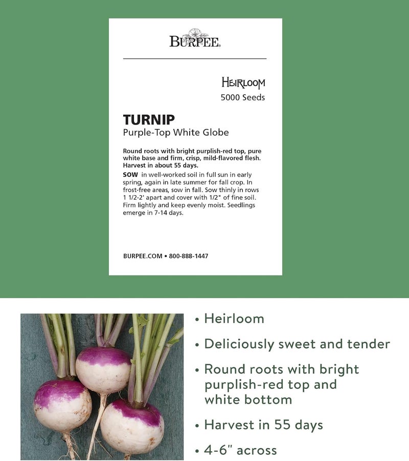Burpee Burpee Purple Top White Globe Turnip Seeds 5000 seeds  - Image 2