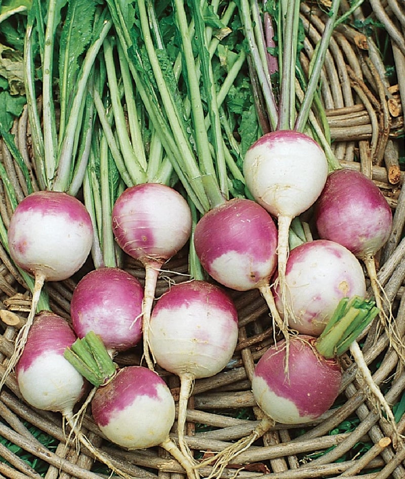 Burpee Burpee Purple Top White Globe Turnip Seeds 5000 seeds  - Image 5