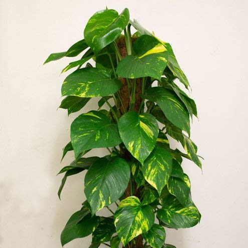 coir garden Plant Support Stick - Coco Pole 2 feet (61 cm) - 2 Pieces - Image 5