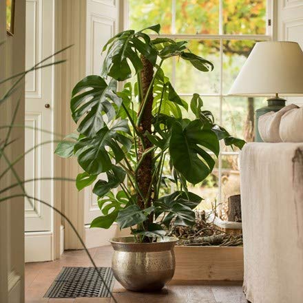 coir garden Plant Support Stick - Coco Pole 2 feet (61 cm) - 2 Pieces - Image 3