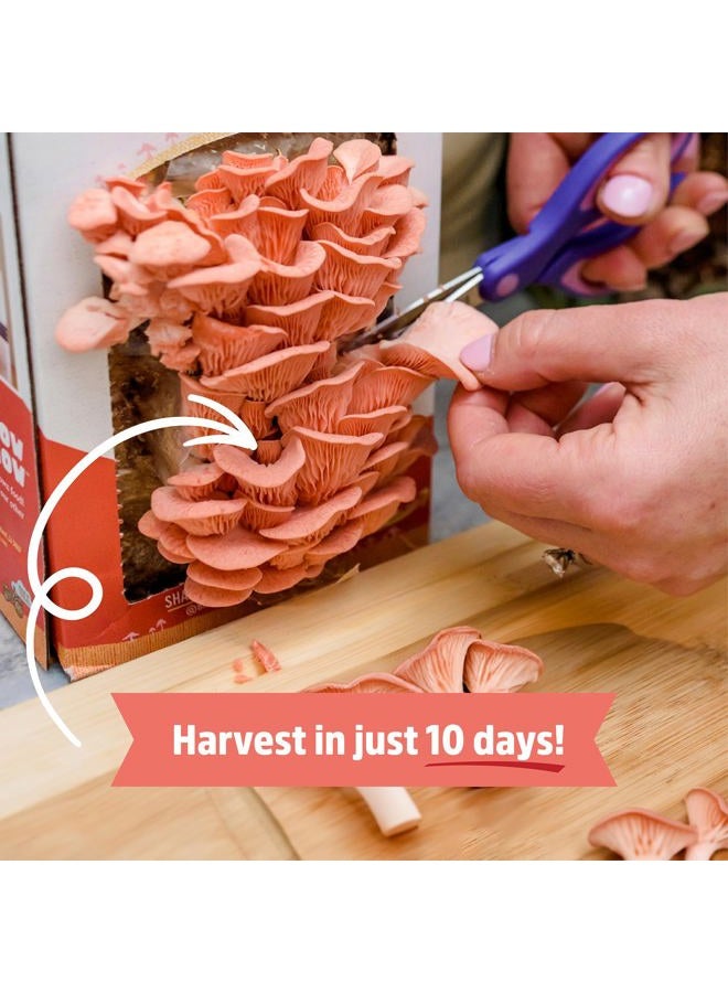 Back to the Roots Organic Pink Mushroom Grow Kit, Harvest Gourmet Mushrooms In 10 Days - Image 4