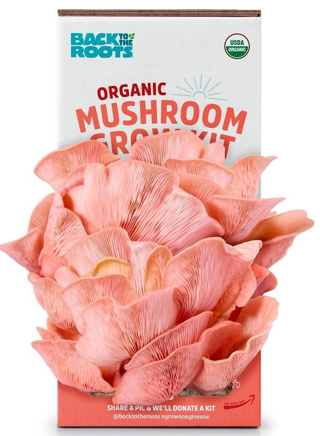 Back to the Roots Organic Pink Mushroom Grow Kit, Harvest Gourmet Mushrooms In 10 Days - Image 1