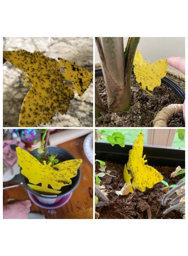 Dwcom Trap Dwcom 40 Pack Fungus Gnat Traps for House Indoor Yellow Sticky Traps for Gnats Sticky Traps for Plants, Dual-Sided Fungus Gnat Sticky Traps Fruit Fly Traps for Indoors - Image 3