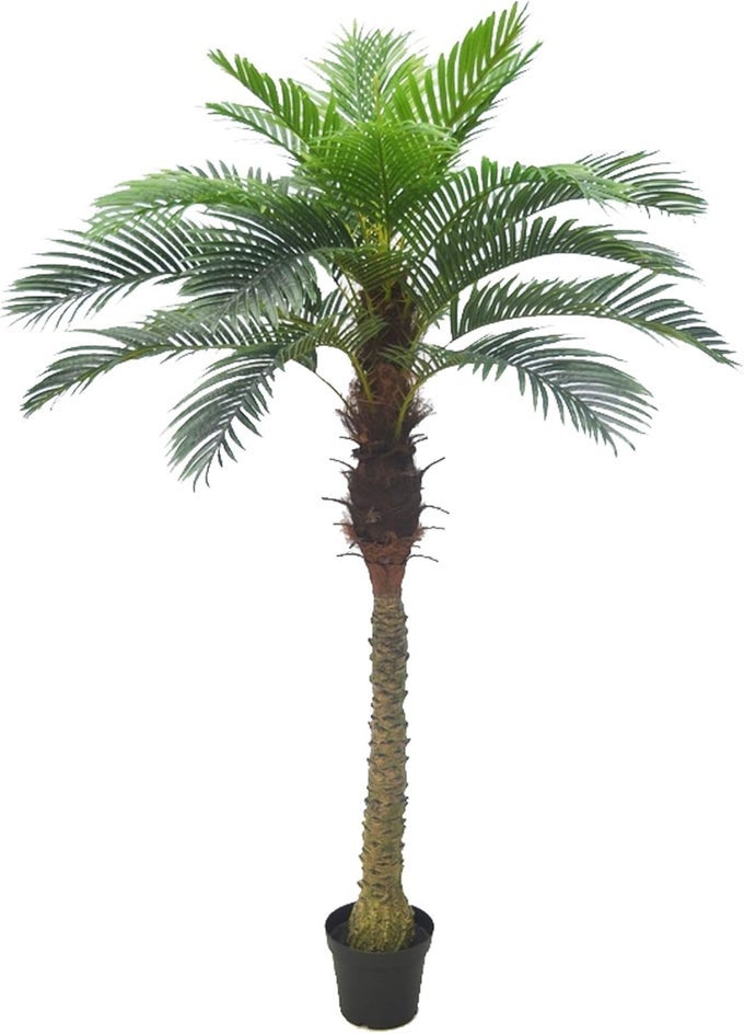 GORGEOUS UNIQUE 6 FEET TROPICAL PHOENIX PALM TREE ARTIFICIAL PLANT TREE WITH 15 BIG LEAVES WITH NURSERY PLASTIC POT FEEL REAL TECHNOLOGY GREEN