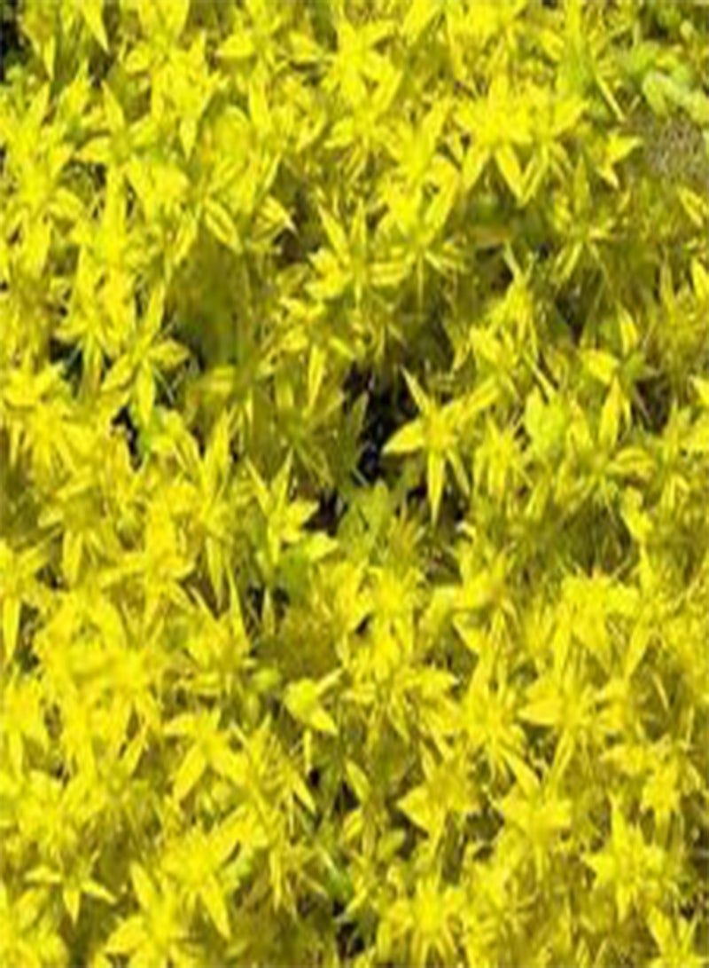 GGOOT Sedum CZAR'S Gold Stonecrop Sedum Hybridum - 200 Bulk (PKD) Seeds