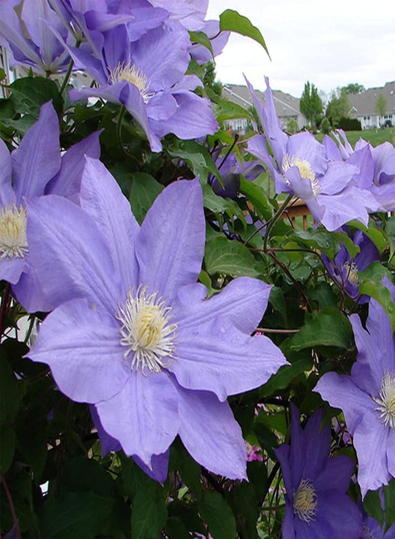 GGOOT 3pcs Purple Petals Elegant Romantic Clematis seeds Easy to Cultivate is Natural Decorative Rattan Flowers of Mailbox Flower Shelf Corridor - Image 3