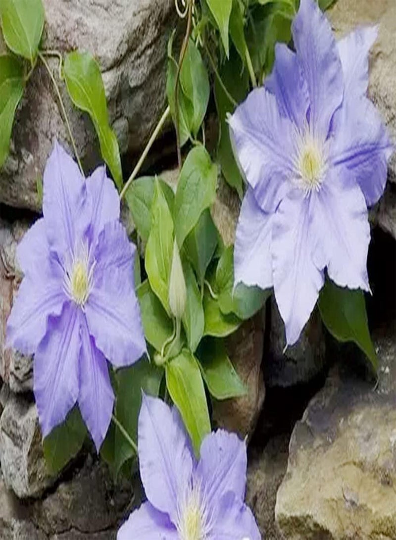 GGOOT 3pcs Purple Petals Elegant Romantic Clematis seeds Easy to Cultivate is Natural Decorative Rattan Flowers of Mailbox Flower Shelf Corridor - Image 2