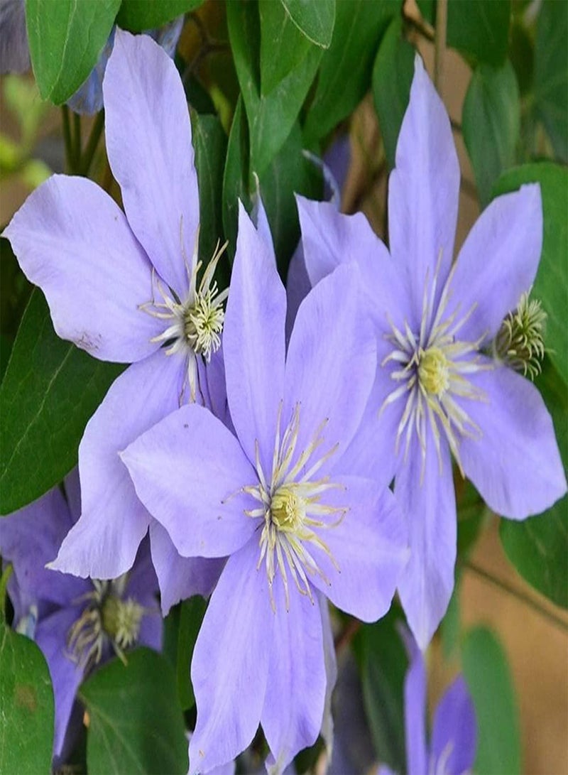 GGOOT 3pcs Purple Petals Elegant Romantic Clematis seeds Easy to Cultivate is Natural Decorative Rattan Flowers of Mailbox Flower Shelf Corridor - Image 1