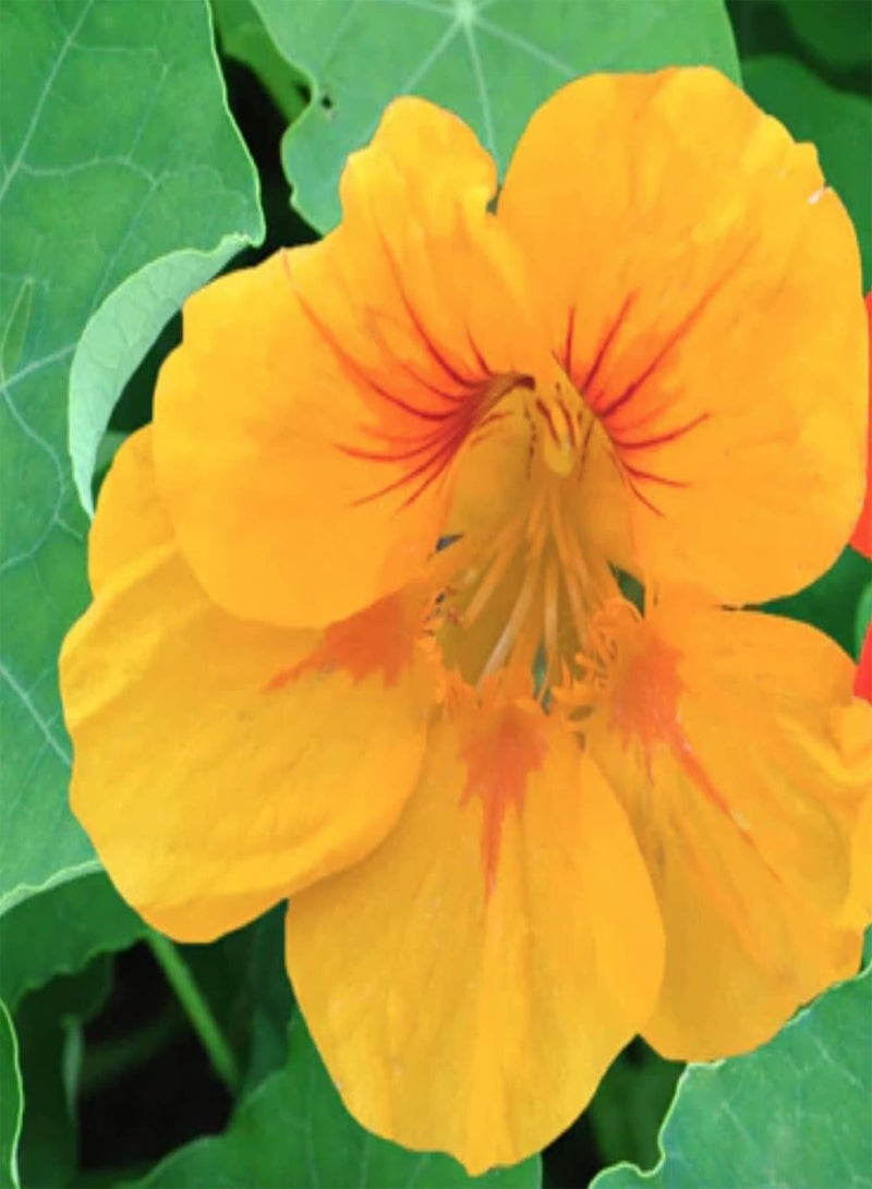 GGOOT 32 Seeds of Flower - Nasturtium Seeds - Edible Flower - Luteus Yellow